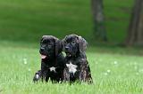 CANE CORSO 1171